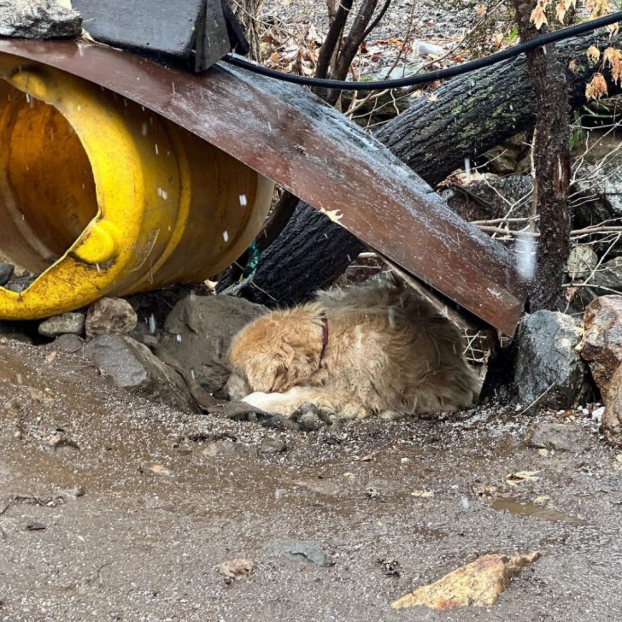 Cagnolina legata ad una scogliera salvata dai soccorritori