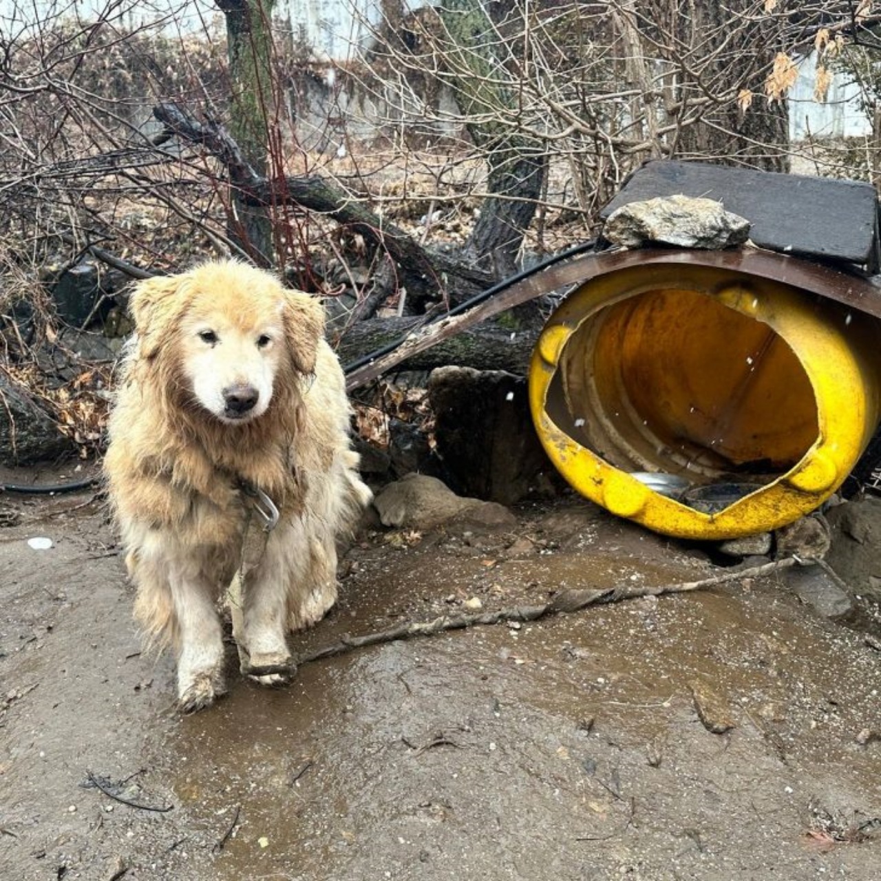 Cagnolina legata ad una scogliera salvata dai soccorritori