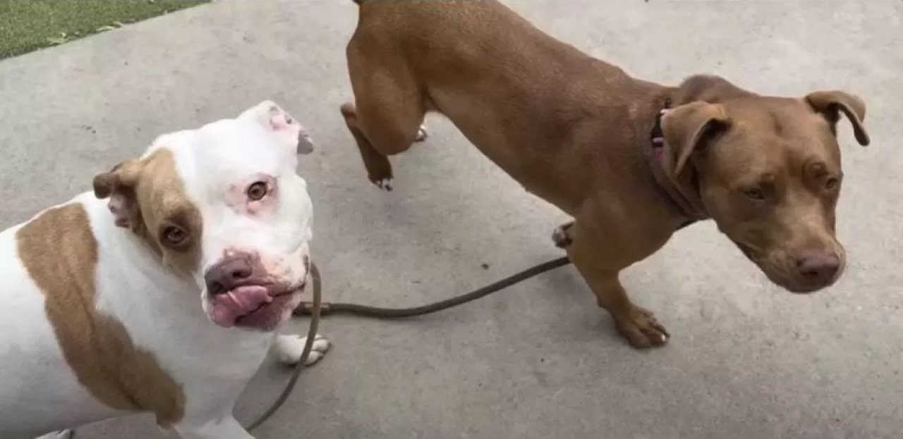 Cagnolina scavalca il muro