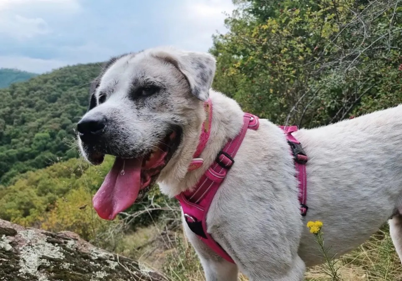 Cagnolina randagia non abbandona il suo amico