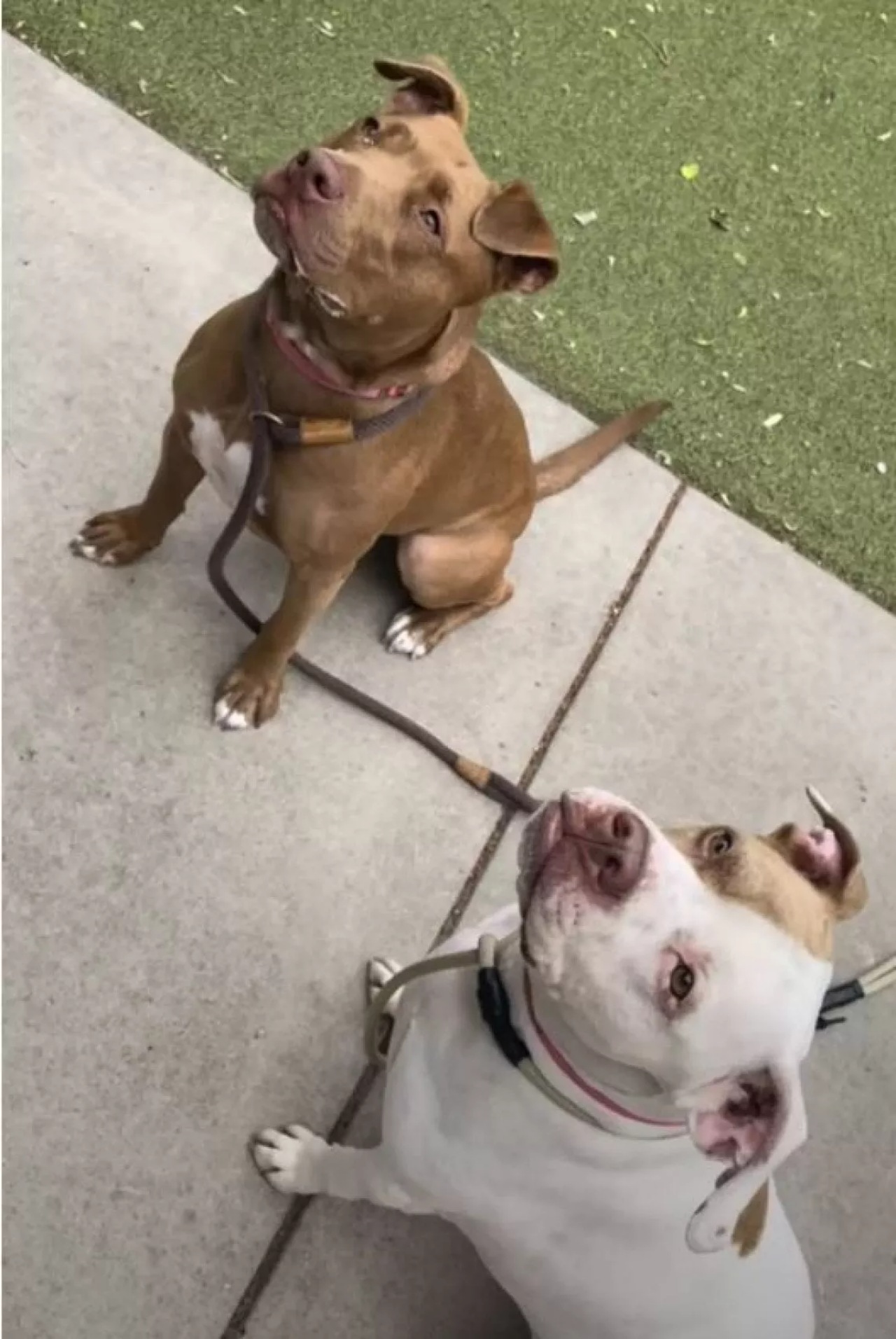 Cagnolina scavalca il muro