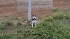 Proprietario abbandona il cane sul ciglio della strada, ma lui resta immobili, seduto ad aspettarlo (VIDEO)