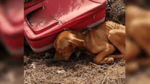 Cane chiuso in una valigia e gettato via: il crudele gesto di un proprietario (VIDEO)