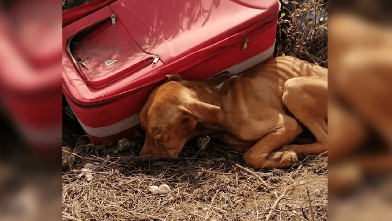 Cane abbandonato in una valigia