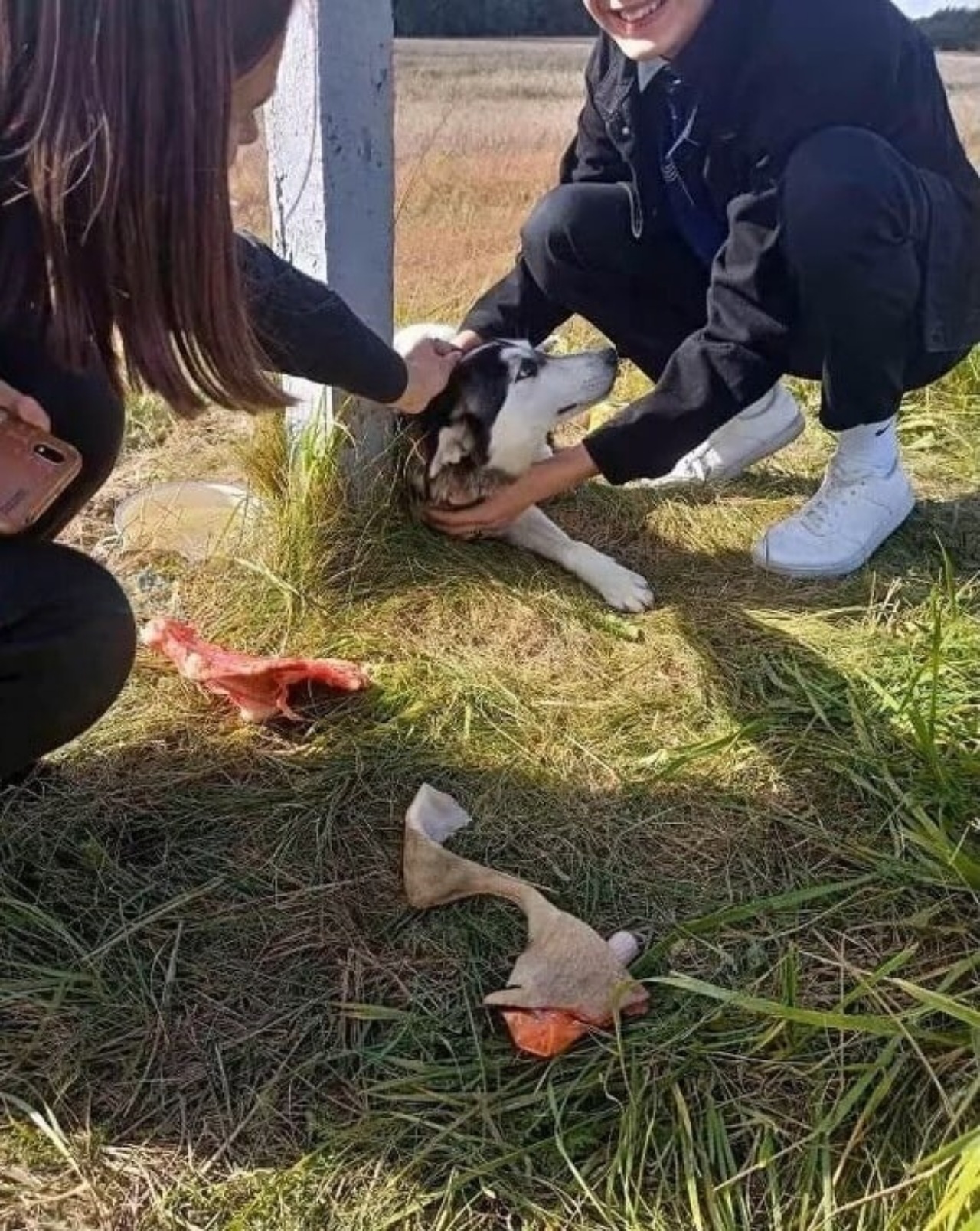 Cane abbandonato resta seduto in attesa del suo padrone