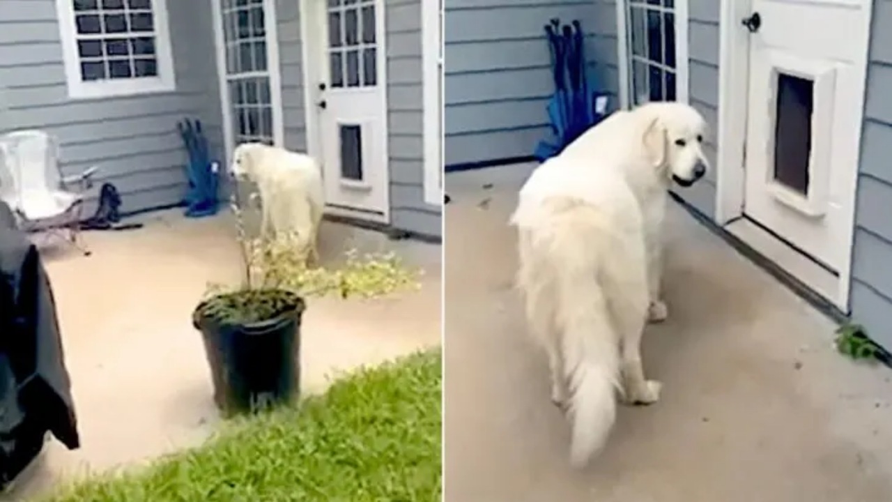 Cane da Montagna dei Pirenei nasconde un amico in casa