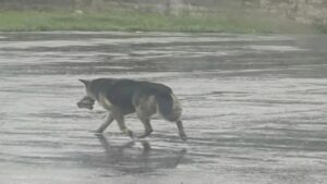 Un cane vaga per le strade con il suo peluche dopo la perdita del padrone