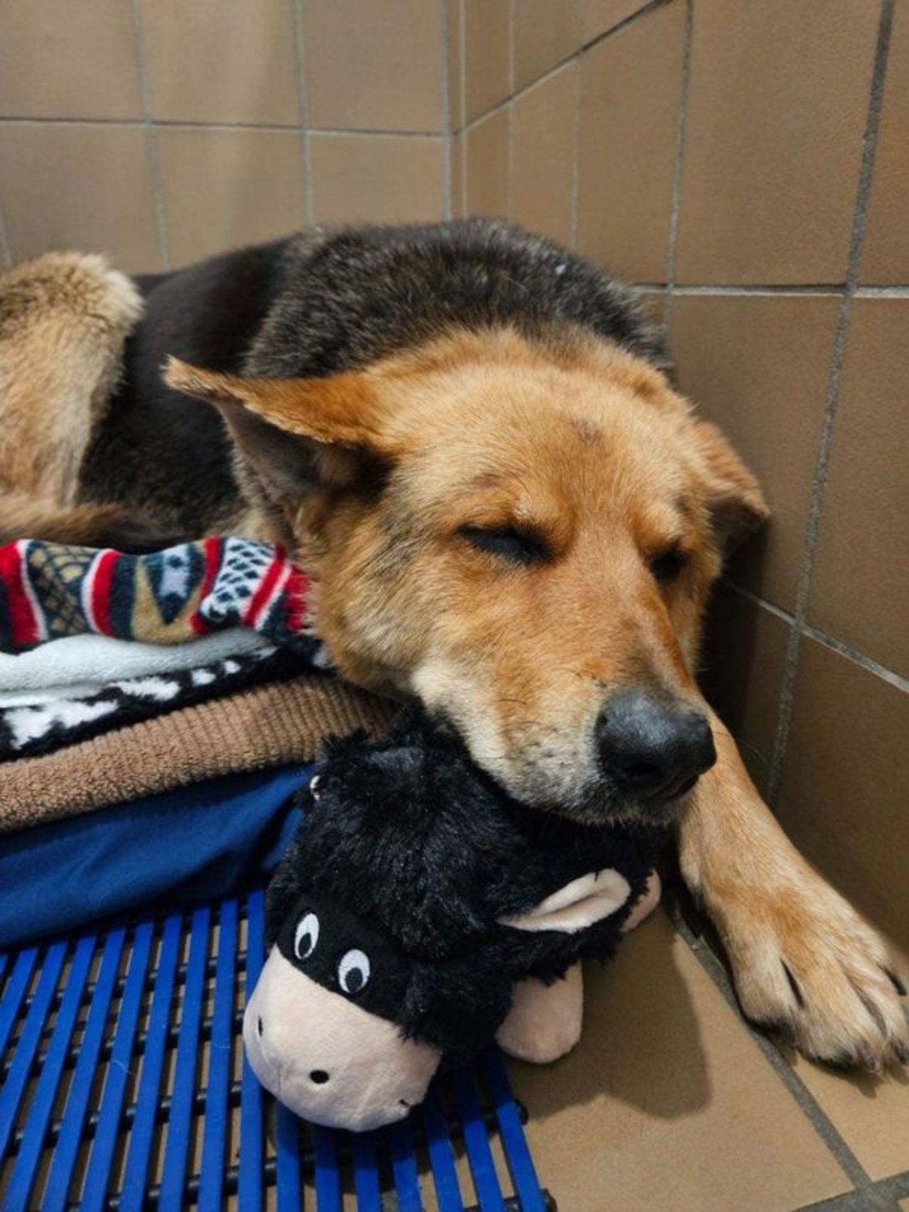 Cane non lascia il peluche che gli ricorda il suo padrone