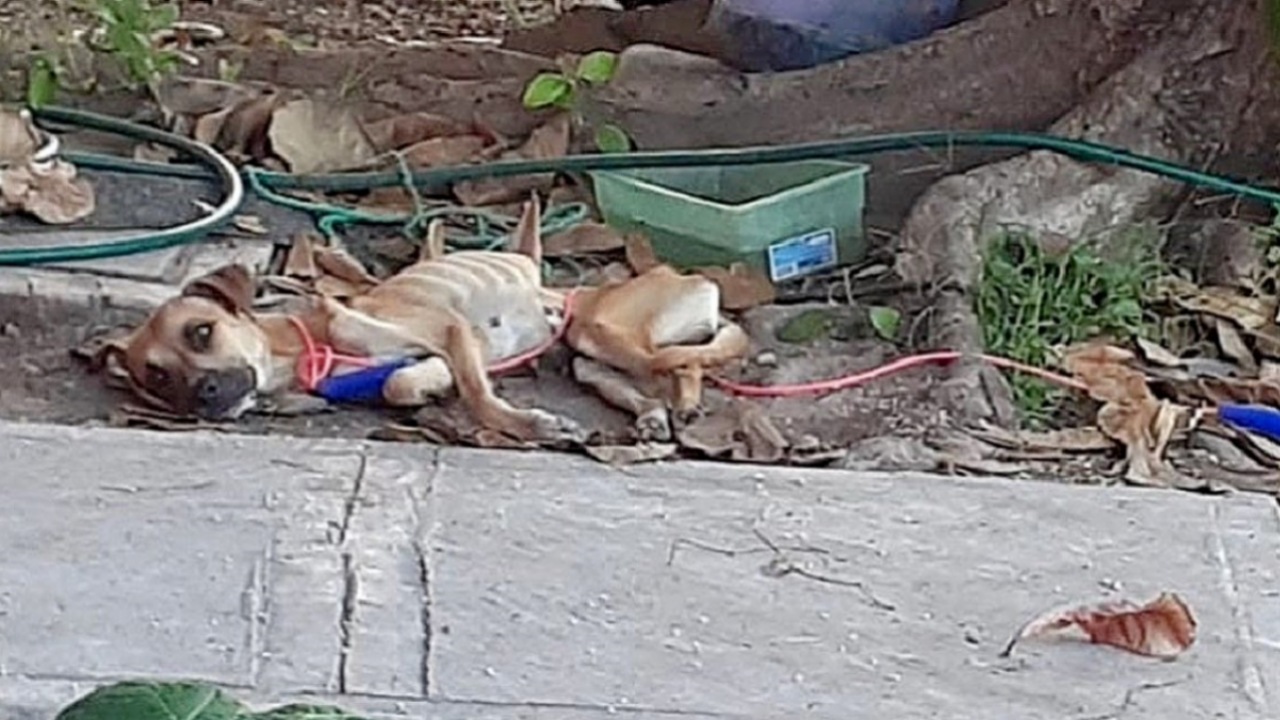 Cane paralizzato incontra il suo angelo