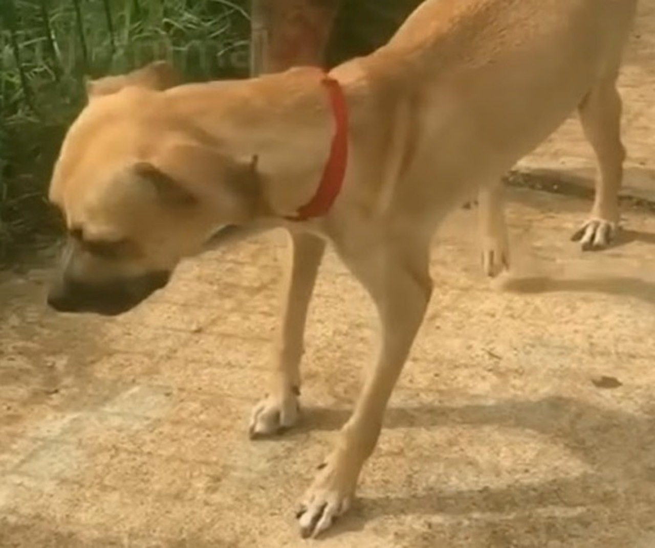 Cane paralizzato incontra il suo angelo