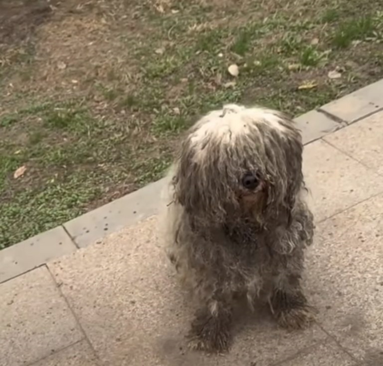 Cane randagio salvato dai soccorritori