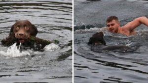 Non ci pensa due volte e si tuffa in mare: un cane stava annegando