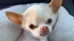 Chihuahua adottato ed abbandonato per ben tre volte non si fida più dell’uomo