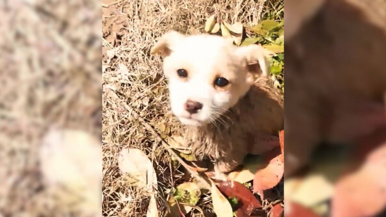 Cucciolo abbandonato giocava in mezzo al fango