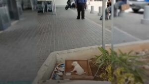 Cucciolo abbandonato davanti ad un supermercato: i suoi lamenti attirano l’attenzione dei passanti (VIDEO)