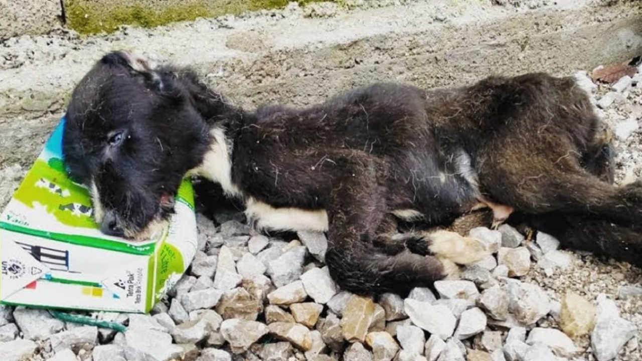 Cucciolo abbandonato in pessimo stato