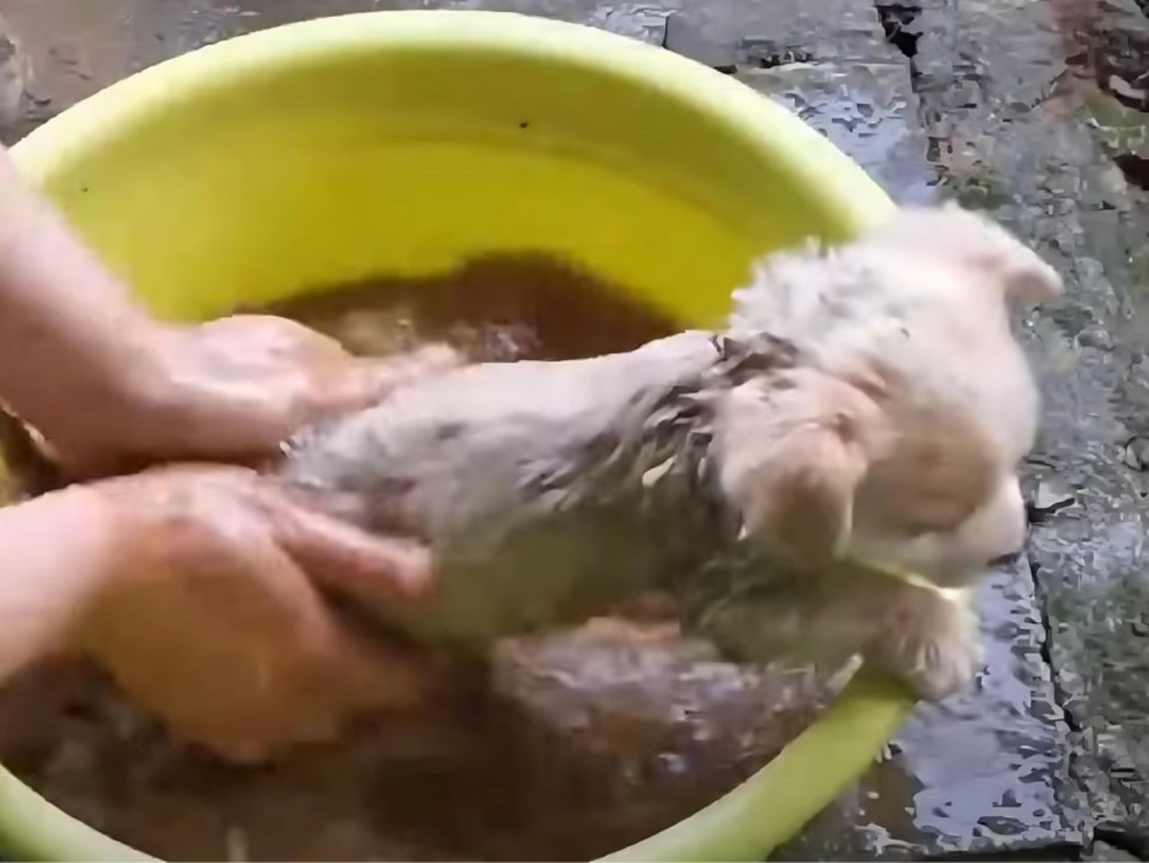 Cucciolo abbandonato giocava in mezzo al fango