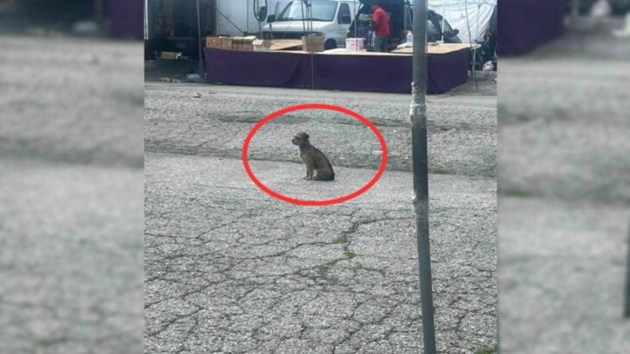 Cucciolo abbandonato per strada