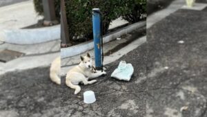 Dolcissimo cucciolo di Husky legato ad un palo attendeva qualcuno che lo salvasse