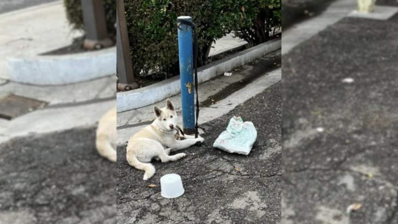 Cucciolo di Husky legato ad un palo