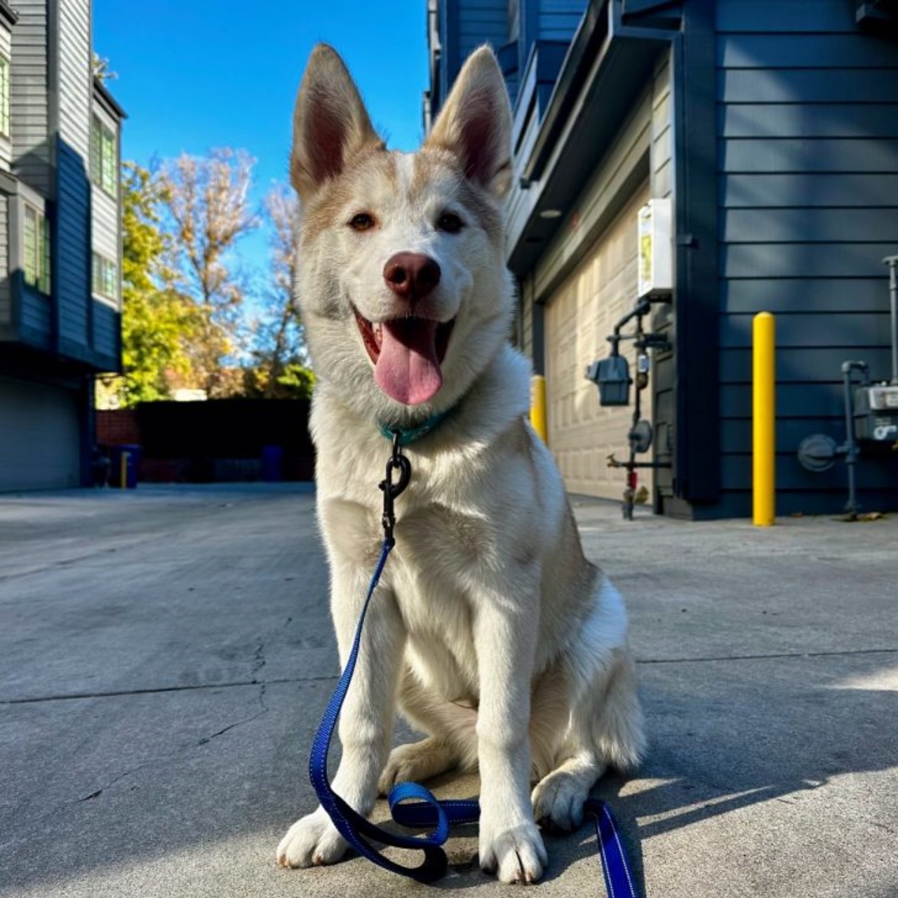 Cucciolo di Husky legato ad un palo