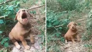 Soccorritori trovano un cucciolo randagio ferito in un bosco (VIDEO)