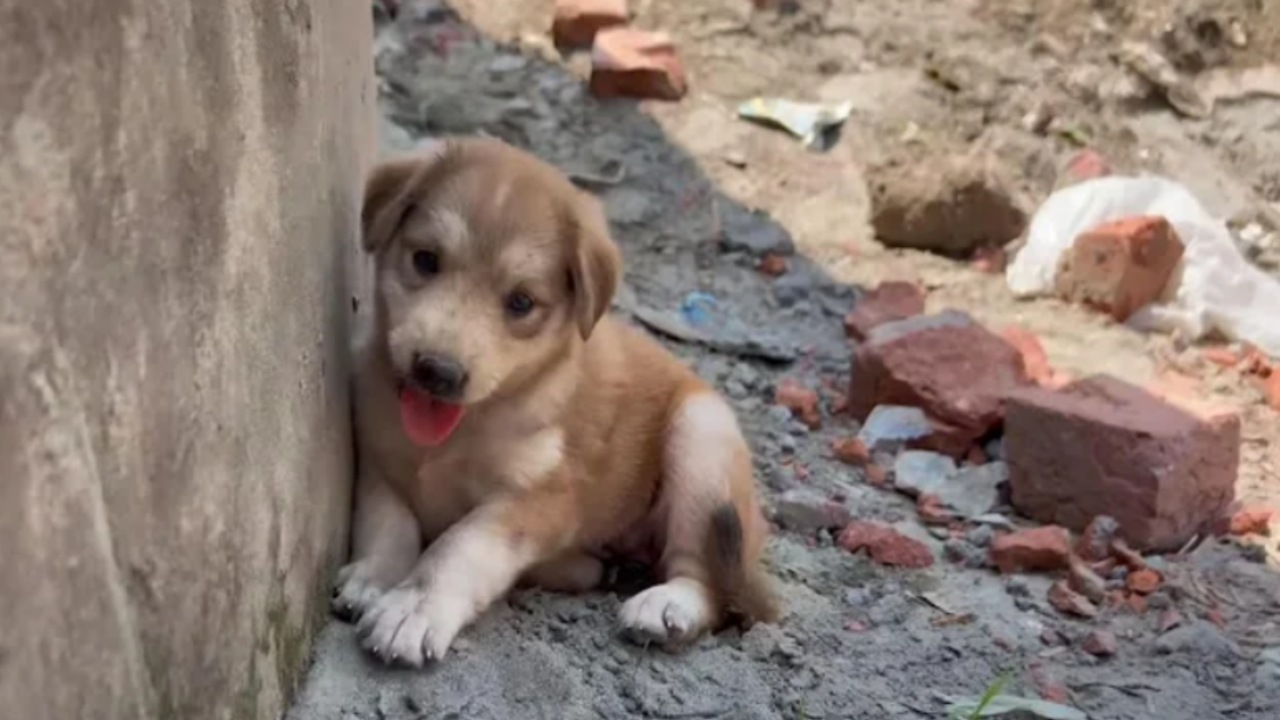 Cucciolo orfano ha paura dell'uomo