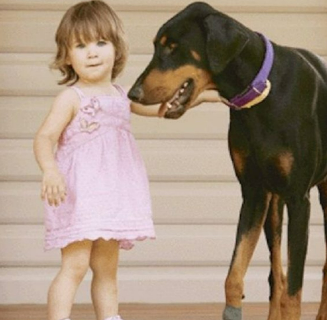 Dobermann protegge la bambina