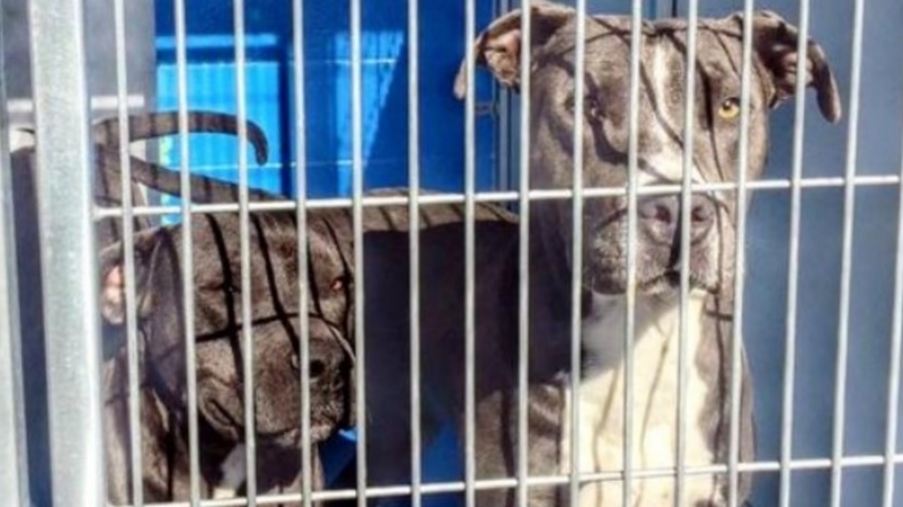 Due Pitbull salvati dalla vicina di casa