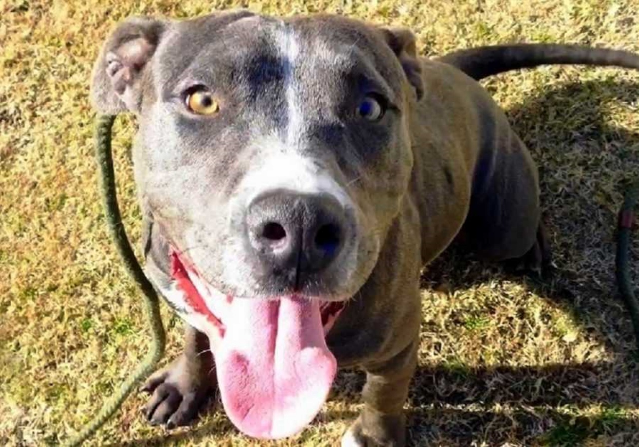 Due Pitbull salvati dalla vicina di casa