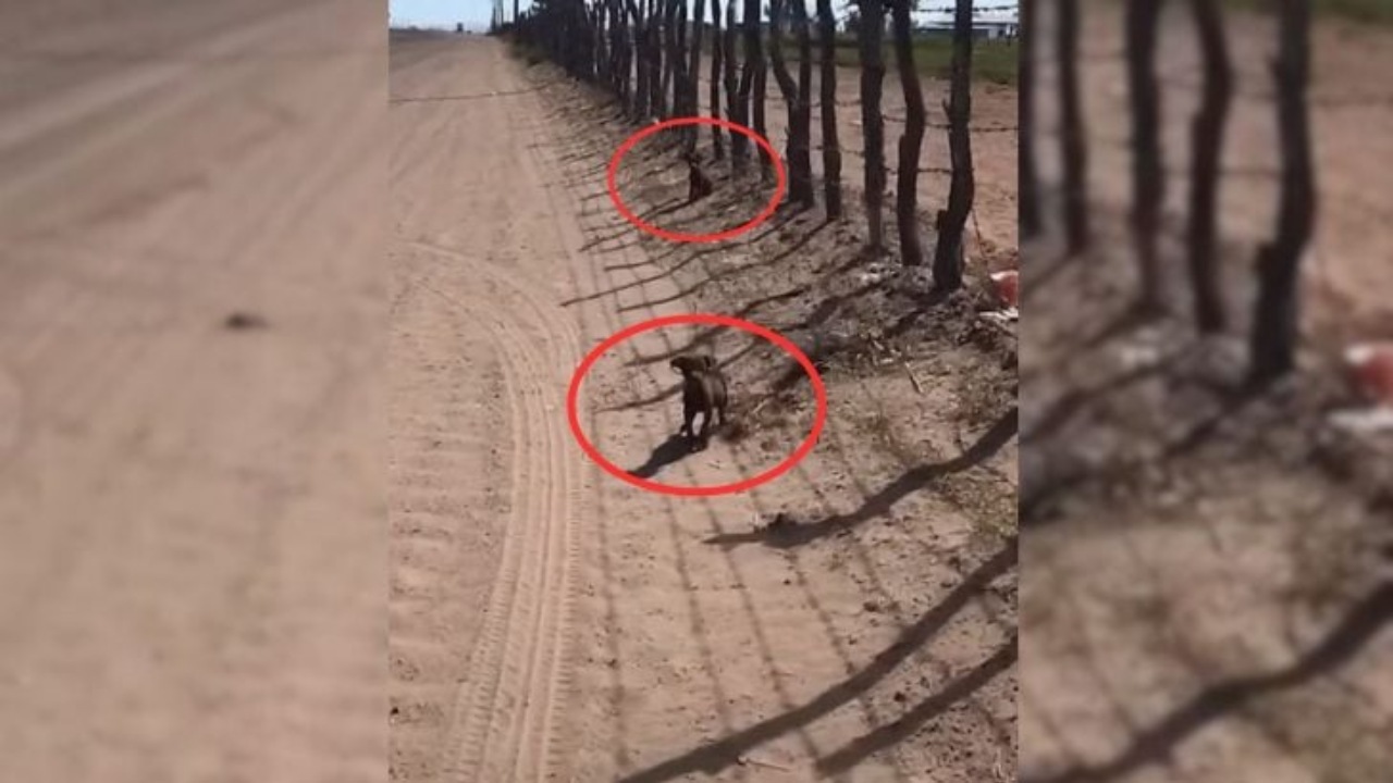 Due cuccioli abbandonati nel deserto