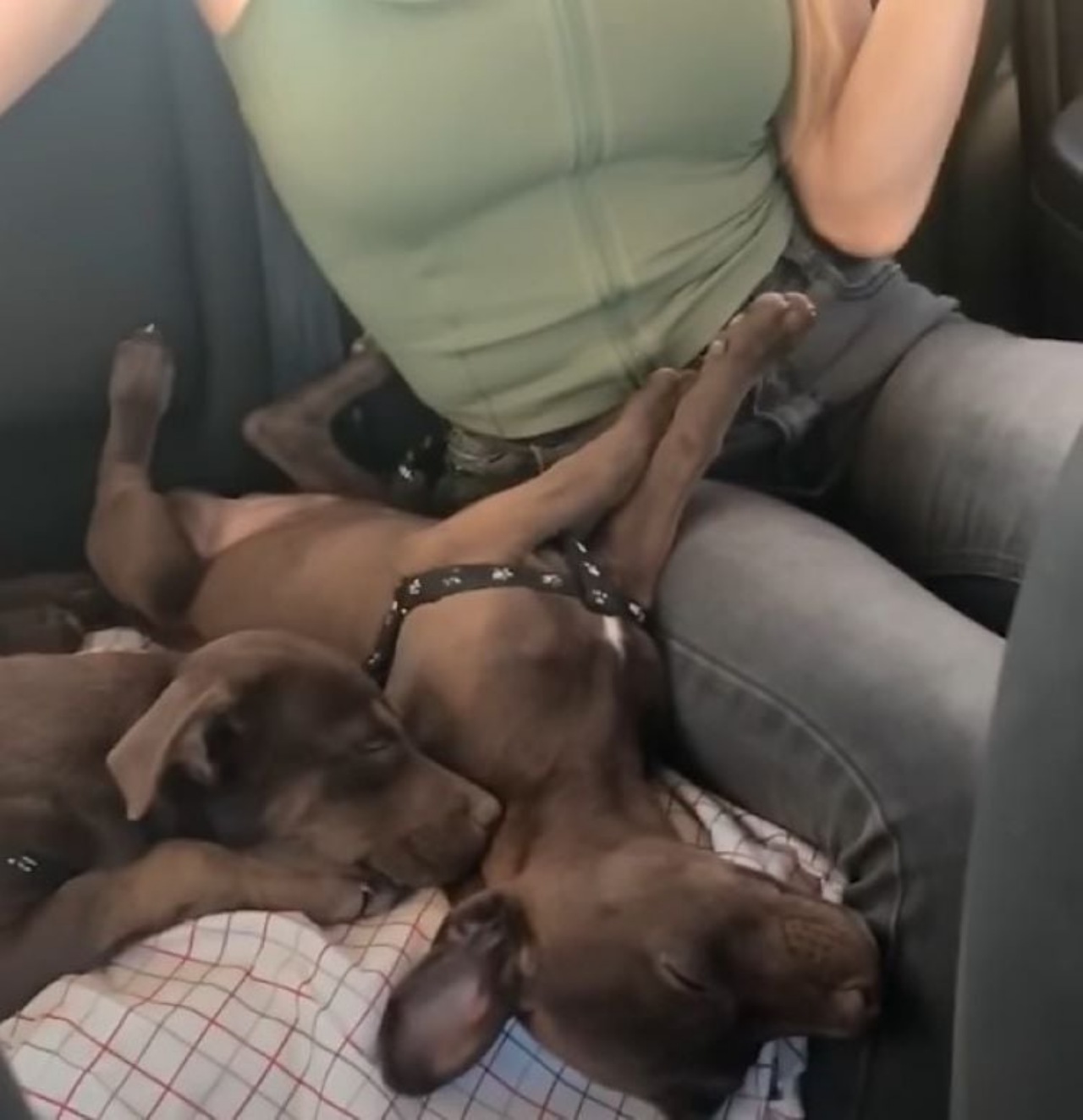 Due cuccioli abbandonati nel deserto