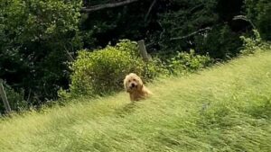 Due sorelle intraprendono un viaggio di famiglia e si legano a un cane randagio che incontrano lungo il cammino