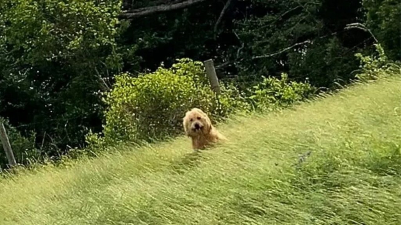 Due sorelle adottano un cane randagio