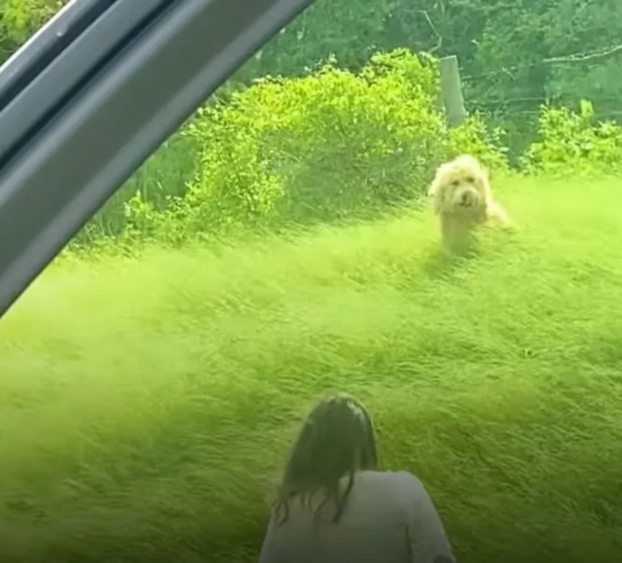 Due sorelle adottano un cane randagio