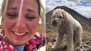 Ritorno a casa: la strabiliante avventura del Goldendoodle scomparso (VIDEO)