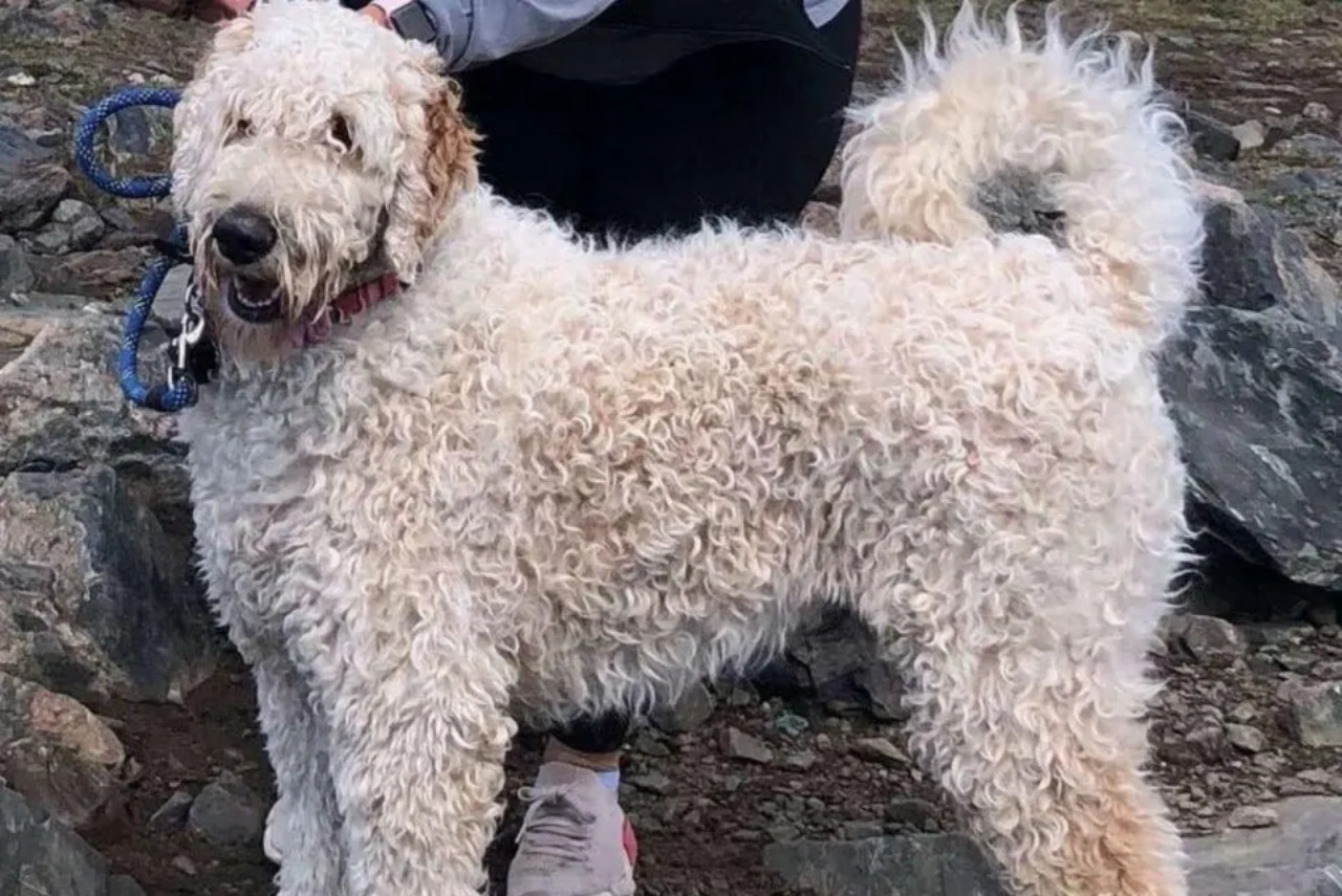 Goldendoodle ritrovato dopo 3 settimane