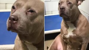 Mamma Pitbull, devastata dalla separazione dai suoi cuccioli, viene portata in rifugio (VIDEO)