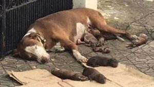 Mamma cane trovata esausta accanto alla sua cucciolata appena nata (VIDEO)