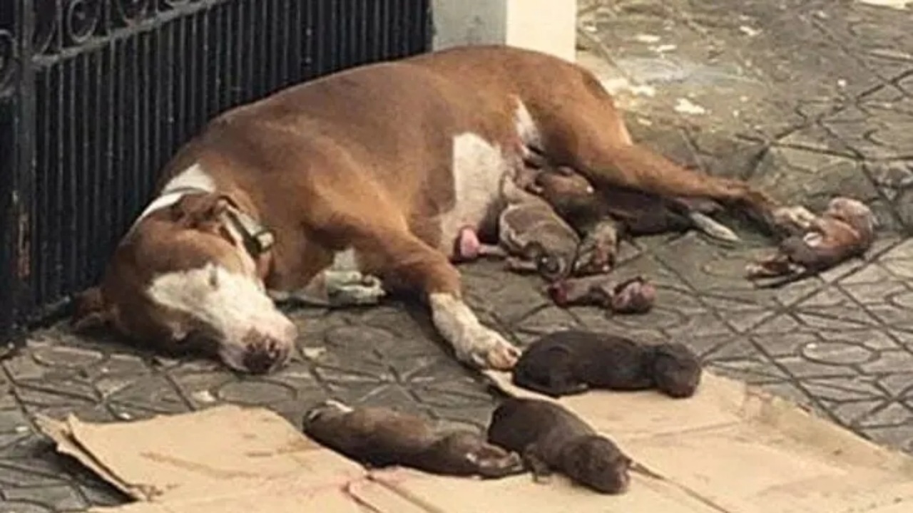 Mamma cane e la sua cucciolata