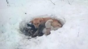 Coraggiosa mamma cane protegge i suoi cuccioli costruendo un rifugio nella neve