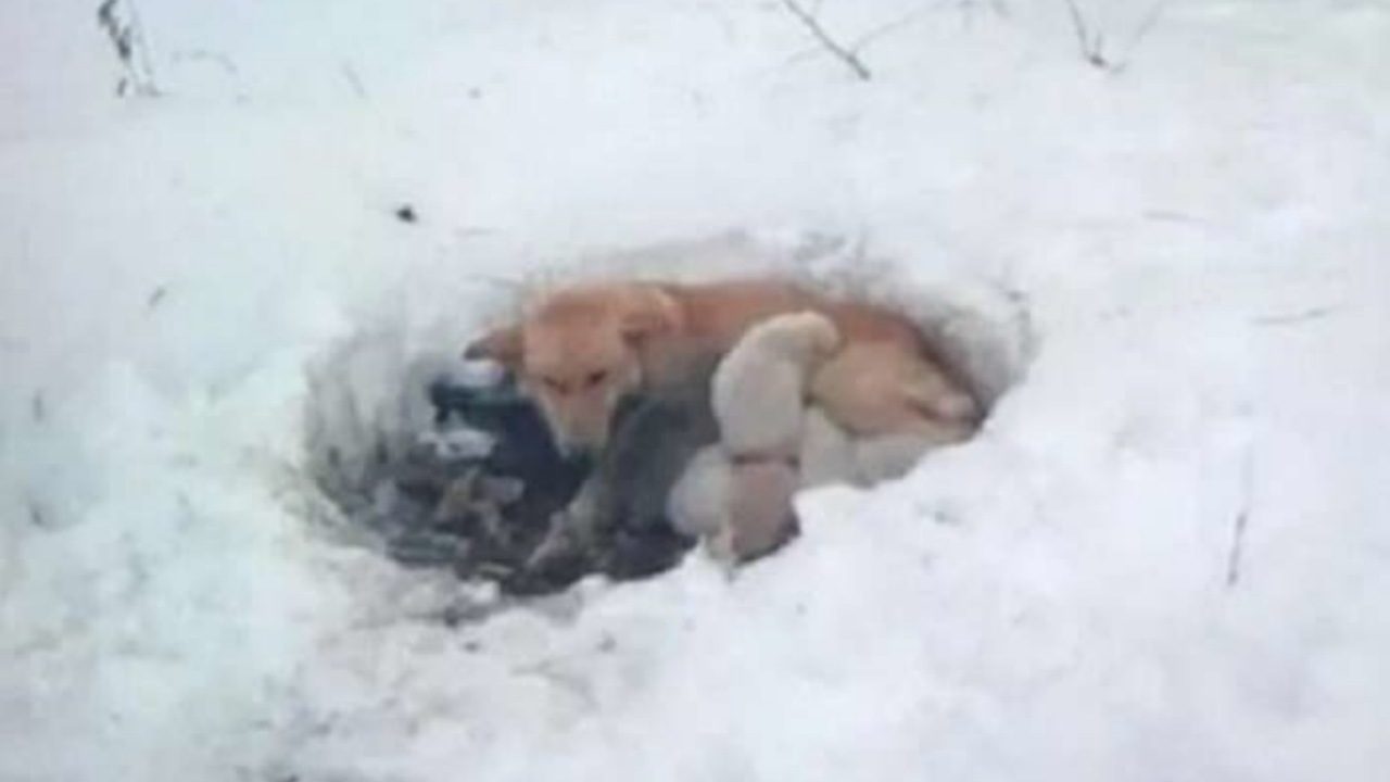 Mamma cane protegge i suoi cuccioli dal freddo