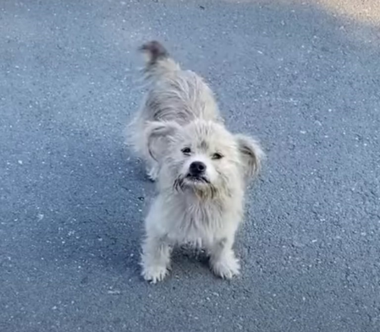 Mamma cane chiede aiuto per i suoi cuccioli