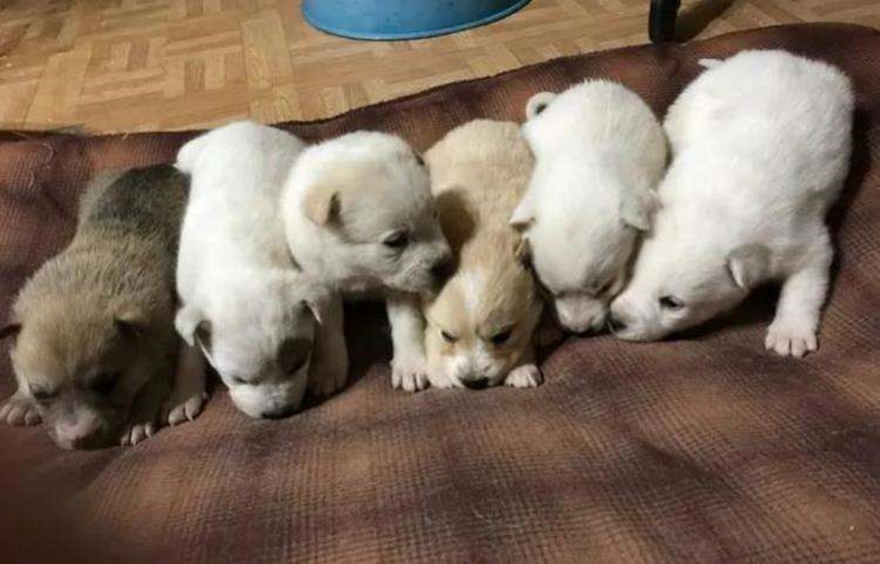 Mamma cane protegge i suoi cuccioli dal freddo