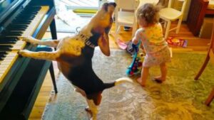 Una performance straordinaria: bambina ballerina accompagnato dal suo cane pianista (VIDEO)