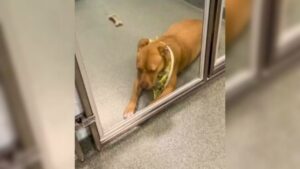 Pitbull si rattrista dopo aver passato più di 100 giorni in gabbia: non è più felice come prima (VIDEO)