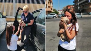 Ritrovato a Latina dopo 8 anni: il Chihuahua scomparso torna a casa