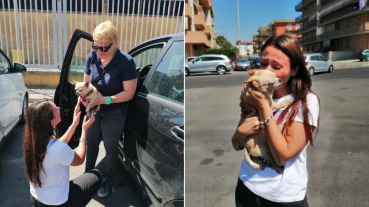 Proprietaria ritrova il suo Chihuahua scomparso