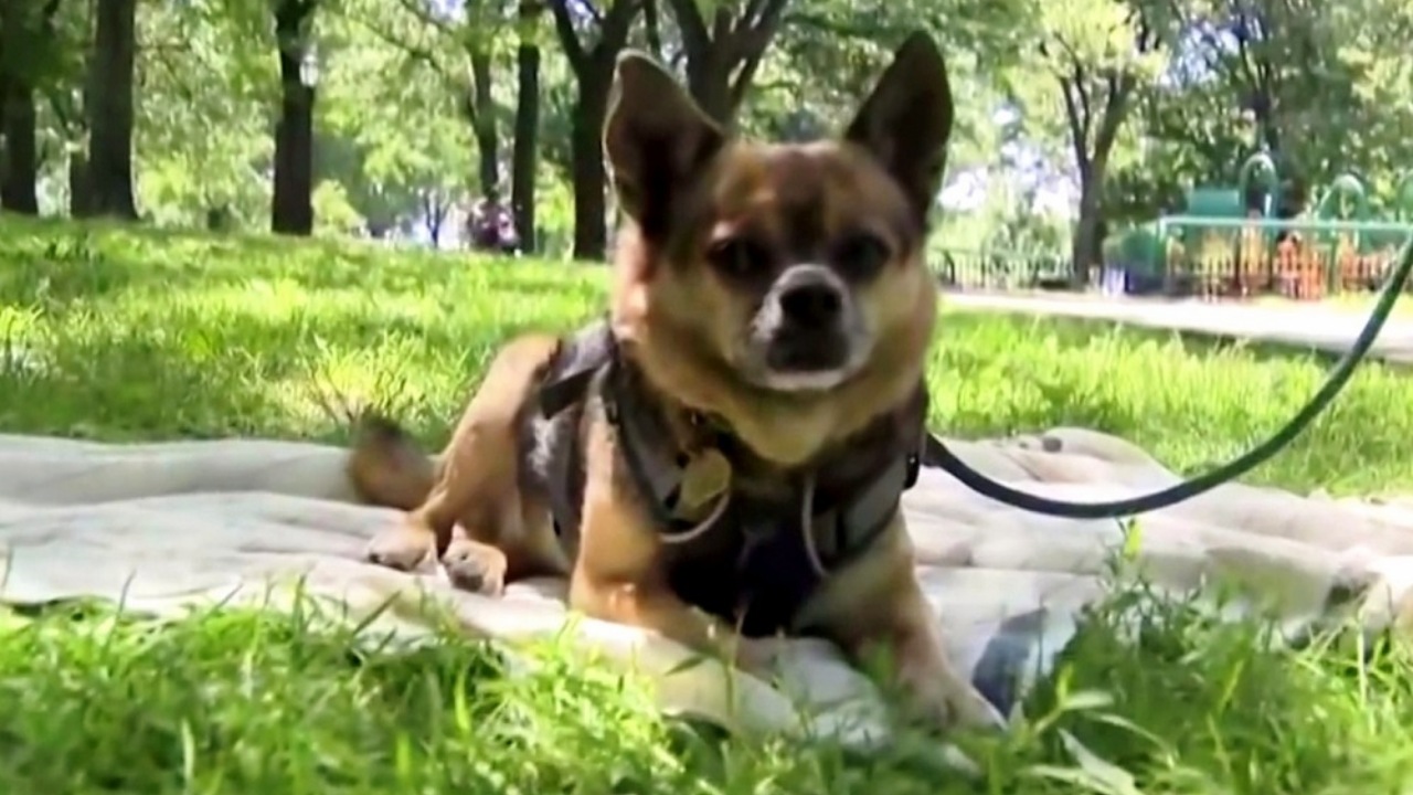 Proprietaria per il cane al parco