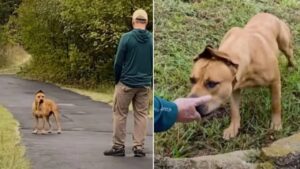 Una famiglia trova un cane spaventato vicino alla nuova casa: il sosia di Scooby Doo!